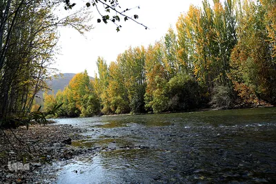 طبیعت زرد در کنار رودخانه خروشان زاینده‌رود