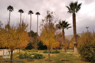 آخرین روز از پاییز 1400 در بوستان آزادی شیراز ‎‎‎‎