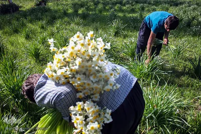 İran, Xuzistan əyaləti, Behbahan şəhəri, Nərgiz gülləri düzənliyi