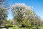 شکوفه‌های زردآلو در روستای منصوریه بهبهان