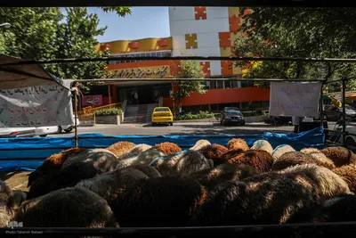 عید قربان، عید همدلی؛ ذبح بهداشتی قربانی در شیرخوارگاه آمنه برای نیازمندان
