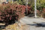 جشنواره ملی زرشک در خراسان جنوبی