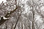 برف زمستانی در اهر