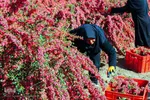 برداشت زرشک از باغات خراسان جنوبی

