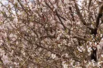 سامان شهر شکوفه‎های بهاری