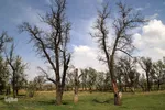 شکوفه های پیرترین درختان اهر