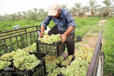 برداشت انگور از تاکستان غزاویه