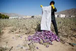 برداشت گیاه دارویی خارپنیری در استهبان فارس