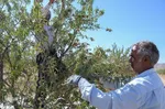 برداشت پسته و بادام از باغات شهرستان مرند‎‎