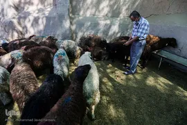 بازار گرم خرید قربانی در روز عید قربان