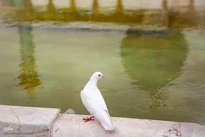به مناسبت بزرگداشت میلاد حضرت احمدبن موسی شاهچراغ (ع)‎