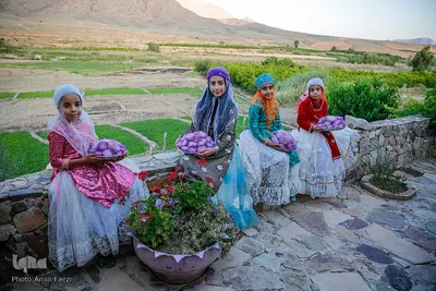 برداشت گیاه دارویی خارپنیری در استهبان فارس