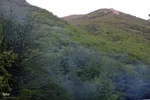 طبیعت تیر ماهی جنگل‌های ارسباران