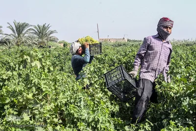 برداشت انگور در خوزستان