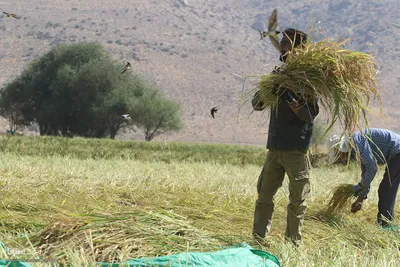 برداشت شلتوک از مزارع برنج در فارس‎