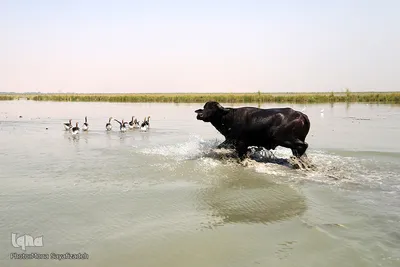 تالاب شادگان