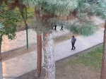 ریشه در خاک، سمبل مقاومت و ایستادگی