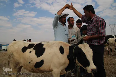 بازار دام دواب اهر در روز عید قربان