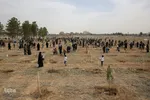 پویش سراسری درختکاری - مشهد
