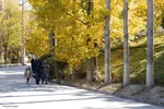 طبیعت پاییزی تبریز