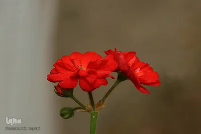 بهار، نوید آینده‌ای روشن