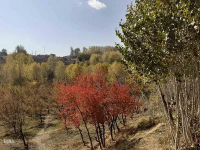 طبیعت بکر و پاییزی روستای انجرد شهرستان اهر