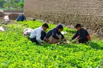 نبض زندگی در دل ناژوان