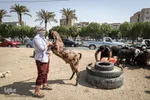 خرید و  فروش دام در روز عید قربان