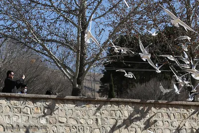 شیرازی ها میزبان مرغان دریایی‎‎