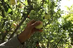 برداشت سیب از باغات میوه شهرستان اهر