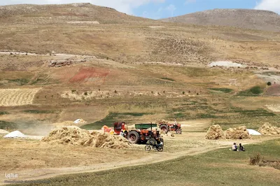 برداشت خوشه های طلایی - شهرستان اهر