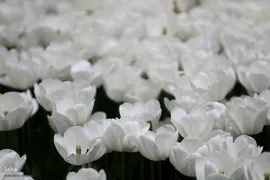 لاله زار بهاری در هیاهوی تهران