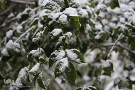 بارش برف زمستانی در تهران