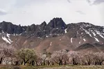 سامان شهر شکوفه‎های بهاری
