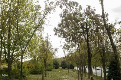طبیعت بهاری تهران