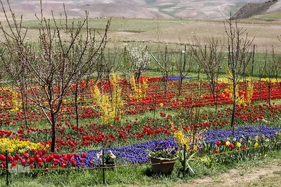 مزرعه گل‌های لاله و نرگس در روستای اسپره‌خون تبریز‎‎