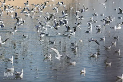 پرندگان مهاجر میزبان رودخانه خشک - شیراز