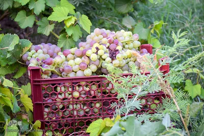 برداشت انگور در روستای غزاویه بزرگ