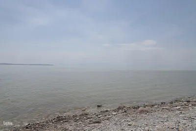 بازدید تور رسانه‌ای از کاکایی ارمنی در جزیره شاهسون دریاچه ارومیه و مزرعه پرورش آرتمیای بندر رحمانلو در عجب‌شیر