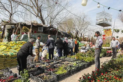 بازار گل محلاتی تهران