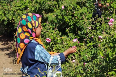 برداشت گل سرخ در خراسان جنوبی