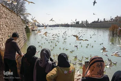کاکایی های دریای سیبری در شیراز‎‎