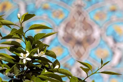 عطر بهار نارنج در شاهچراغ(ع)