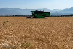 جشن شکرگزاری برداشت گندم‎