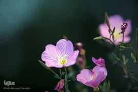 نمایشگاه گل و گیاه كرج