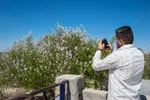 شکوفه‌های زردآلو در روستای منصوریه بهبهان