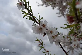 طبیعت بهاری صایین قلعه و داسداران