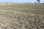 دسترنج طلایی کشاورزان - بیرجند