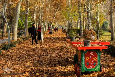 خزان تهران، رنگ امید در کوچه‌های شهر 