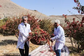 جشنواره ملی زرشک در خراسان جنوبی